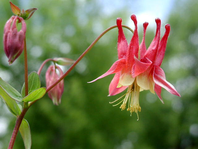 Red Columbine